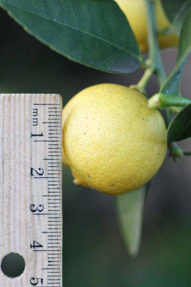            Fruit (Mexican, Riverside, CA)   